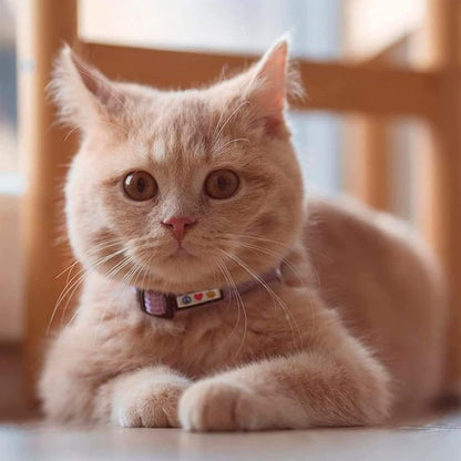 Reflective Cat Collar with Safety Buckle and Removable Bell Cat Collar Kitten Collar Teal Cat Collar One Size